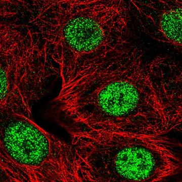 Anti-SMARCD2 antibody produced in rabbit Prestige Antibodies&#174; Powered by Atlas Antibodies, affinity isolated antibody