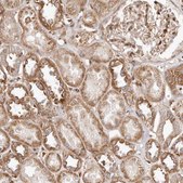 Anti-GBP4 antibody produced in rabbit Prestige Antibodies® Powered by Atlas Antibodies, affinity isolated antibody, buffered aqueous glycerol solution