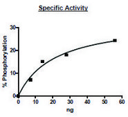 NEK2 active human recombinant, expressed in baculovirus infected Sf9 cells, ≥65% (SDS-PAGE)