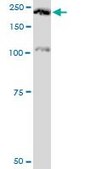 Monoclonal Anti-PLXNA2 antibody produced in mouse clone 2G5, purified immunoglobulin, buffered aqueous solution