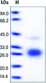 Fas Ligand/FasL human recombinant, expressed in HEK 293 cells, ≥95% (SDS-PAGE)