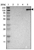 Anti-TAOK2 antibody produced in rabbit Prestige Antibodies® Powered by Atlas Antibodies, affinity isolated antibody, buffered aqueous glycerol solution