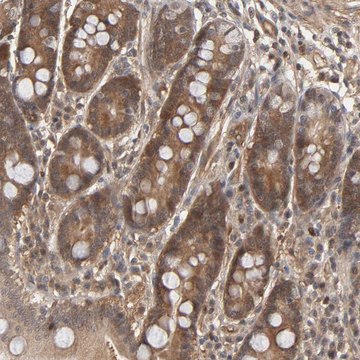 Anti-CDC37 antibody produced in rabbit Prestige Antibodies&#174; Powered by Atlas Antibodies, affinity isolated antibody, buffered aqueous glycerol solution