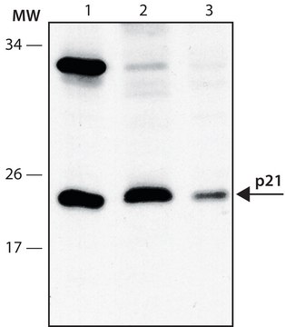 抗-p21WAF1/Cip1抗体，小鼠单克隆 小鼠抗 clone CP74, purified from hybridoma cell culture