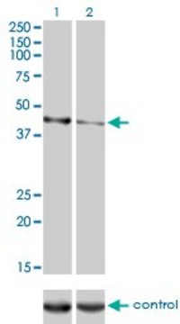 Monoclonal Anti-CALR3 antibody produced in mouse clone 4E3, purified immunoglobulin, buffered aqueous solution