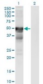 Monoclonal Anti-RGMA antibody produced in mouse clone 6D7, purified immunoglobulin