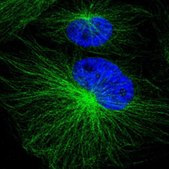 Anti-PSMA3 antibody produced in rabbit Prestige Antibodies® Powered by Atlas Antibodies, affinity isolated antibody, buffered aqueous glycerol solution