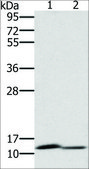 Anti-PAGE2 antibody produced in rabbit affinity isolated antibody