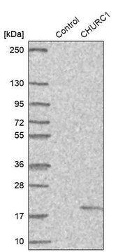 Anti-CHURC1 antibody produced in rabbit Prestige Antibodies&#174; Powered by Atlas Antibodies, affinity isolated antibody, buffered aqueous glycerol solution