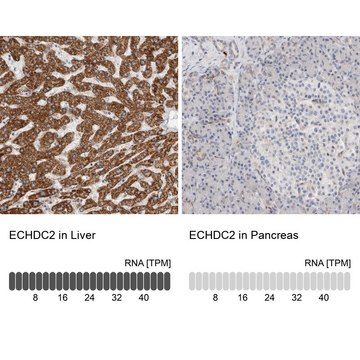 Anti-ECHDC2 antibody produced in rabbit Prestige Antibodies&#174; Powered by Atlas Antibodies, affinity isolated antibody, buffered aqueous glycerol solution, Ab2