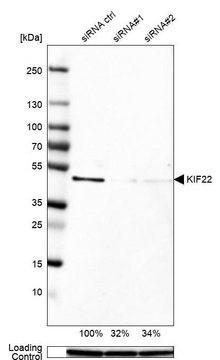 Anti-KIF22 antibody produced in rabbit Prestige Antibodies&#174; Powered by Atlas Antibodies, affinity isolated antibody, buffered aqueous glycerol solution