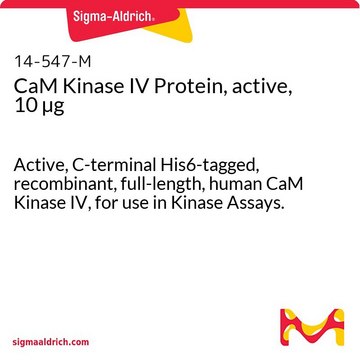 CaM Kinase IV Protein, active, 10 &#181;g Active, C-terminal His6-tagged, recombinant, full-length, human CaM Kinase IV, for use in Kinase Assays.