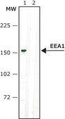 Anti-Early Endosomal Antigen 1 (C-terminal) antibody produced in rabbit ~1 mg/mL, affinity isolated antibody, buffered aqueous solution