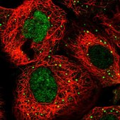 Anti-RFC3 antibody produced in rabbit Prestige Antibodies® Powered by Atlas Antibodies, affinity isolated antibody, buffered aqueous glycerol solution