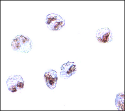 Anti-SCARA5 affinity isolated antibody, buffered aqueous solution