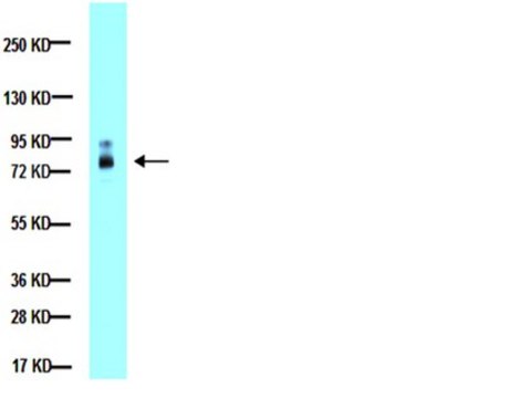 Anti-MMP-2 Antibody, whole molecule Chemicon&#174;, from rabbit