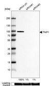 Anti-TNIP1 antibody produced in rabbit Prestige Antibodies® Powered by Atlas Antibodies, affinity isolated antibody, buffered aqueous glycerol solution