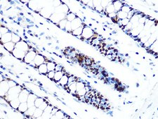 Anti-MCM5 antibody produced in rabbit