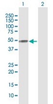 Anti-APOH antibody produced in rabbit purified immunoglobulin, buffered aqueous solution