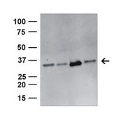 Anti-GNB4 antibody produced in rabbit affinity isolated antibody