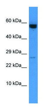 Anti-CASP10 (C-terminal) antibody produced in rabbit affinity isolated antibody