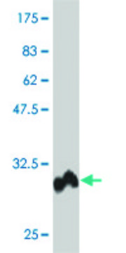 Monoclonal Anti-POLD4 antibody produced in mouse clone 2C11, purified immunoglobulin, buffered aqueous solution