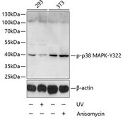 Anti-Phospho-p38 MAPK-Y322 antibody produced in rabbit