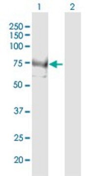 Anti-INPP5E antibody produced in mouse purified immunoglobulin, buffered aqueous solution