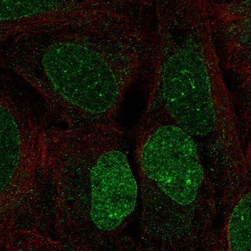 Anti-HS6ST3 antibody produced in rabbit Prestige Antibodies&#174; Powered by Atlas Antibodies, affinity isolated antibody