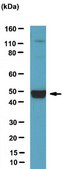 Anti-Ebp1 NT Antibody serum, from rabbit
