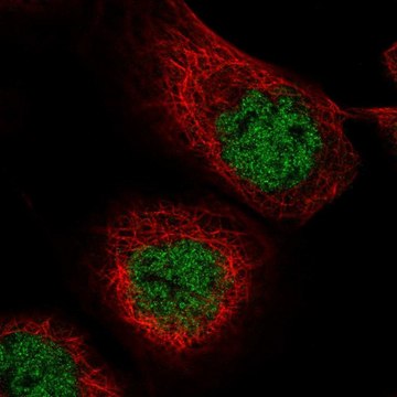 Anti-MASTL antibody produced in rabbit Prestige Antibodies&#174; Powered by Atlas Antibodies, affinity isolated antibody