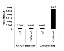 ChIPAb+ Trimethyl-Histone H3 (Lys36) - ChIP Validated Antibody and Primer Set from rabbit