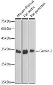 Anti-Gemin 2 antibody produced in rabbit