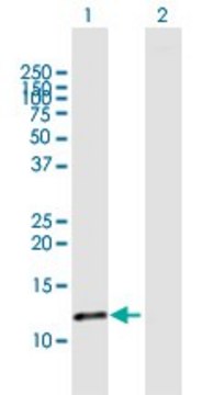 Anti-FABP6 antibody produced in rabbit purified immunoglobulin, buffered aqueous solution