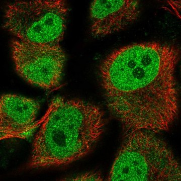 Anti-HEY1 antibody produced in rabbit Prestige Antibodies&#174; Powered by Atlas Antibodies, affinity isolated antibody