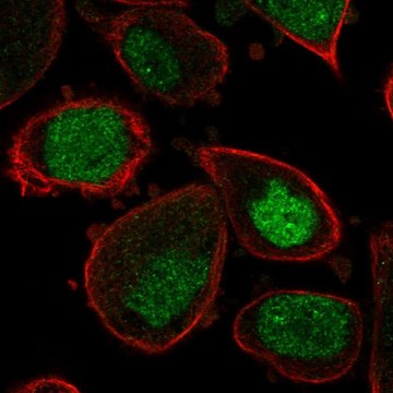 Anti-ASF1A antibody produced in rabbit Prestige Antibodies&#174; Powered by Atlas Antibodies, affinity isolated antibody