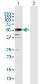 Anti-BCCIP antibody produced in mouse IgG fraction of antiserum, buffered aqueous solution