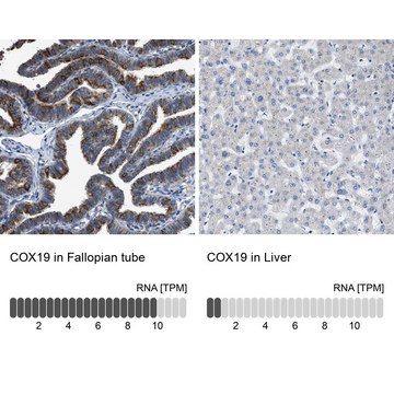 Anti-COX19 antibody produced in rabbit Prestige Antibodies&#174; Powered by Atlas Antibodies, affinity isolated antibody, buffered aqueous glycerol solution