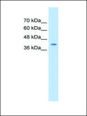Anti-SerPINB5 antibody produced in rabbit IgG fraction of antiserum