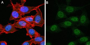 Anti-FoxP3 Antibody, clone 4J2 ZooMAb® Rabbit Monoclonal recombinant, expressed in HEK 293 cells