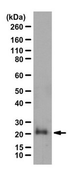 Anti-Rho (-A, -B, -C) Antibody from rabbit, purified by affinity chromatography