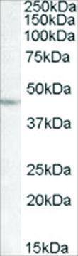 Anti-LHX2 antibody produced in goat affinity isolated antibody, buffered aqueous solution