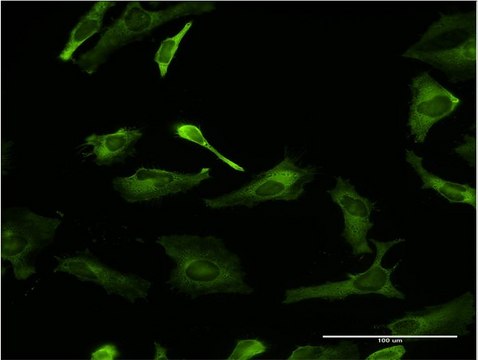 Monoclonal Anti-PCBP2 antibody produced in mouse clone 3A1, purified immunoglobulin, buffered aqueous solution