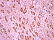 Anti-Neurogenin-3 (rabbit) Antibody serum, from rabbit