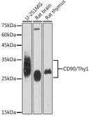 Anti-CD90/Thy1 Antibody, clone 2V9S6, Rabbit Monoclonal