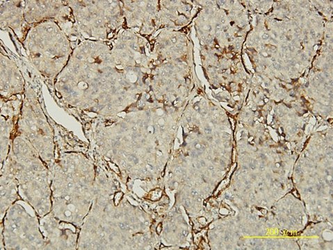 Monoclonal Anti-PECAM1 antibody produced in mouse clone 1D2-1A5, purified immunoglobulin, buffered aqueous solution