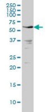 Monoclonal Anti-IRAK2 antibody produced in mouse clone 1A6, purified immunoglobulin, buffered aqueous solution