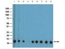 Anti-monomethyl Histone H4 (Lys20) Antibody from rabbit, purified by affinity chromatography