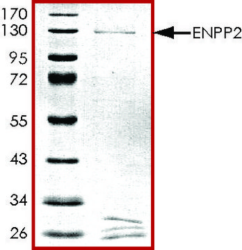 ENPP2, GST tagged human recombinant, expressed in baculovirus infected Sf9 cells, &#8805;70% (SDS-PAGE), buffered aqueous glycerol solution