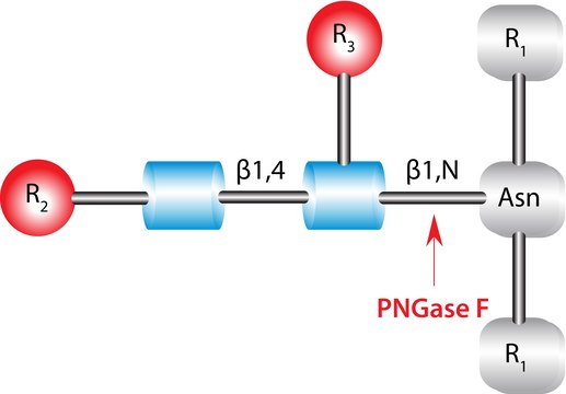 糖苷酶F 来源于脑膜脓毒性伊丽莎白菌 recombinant, expressed in E. coli, set of 100&#160;units nanomolar unit